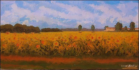 Girasoli impazziti di luce 